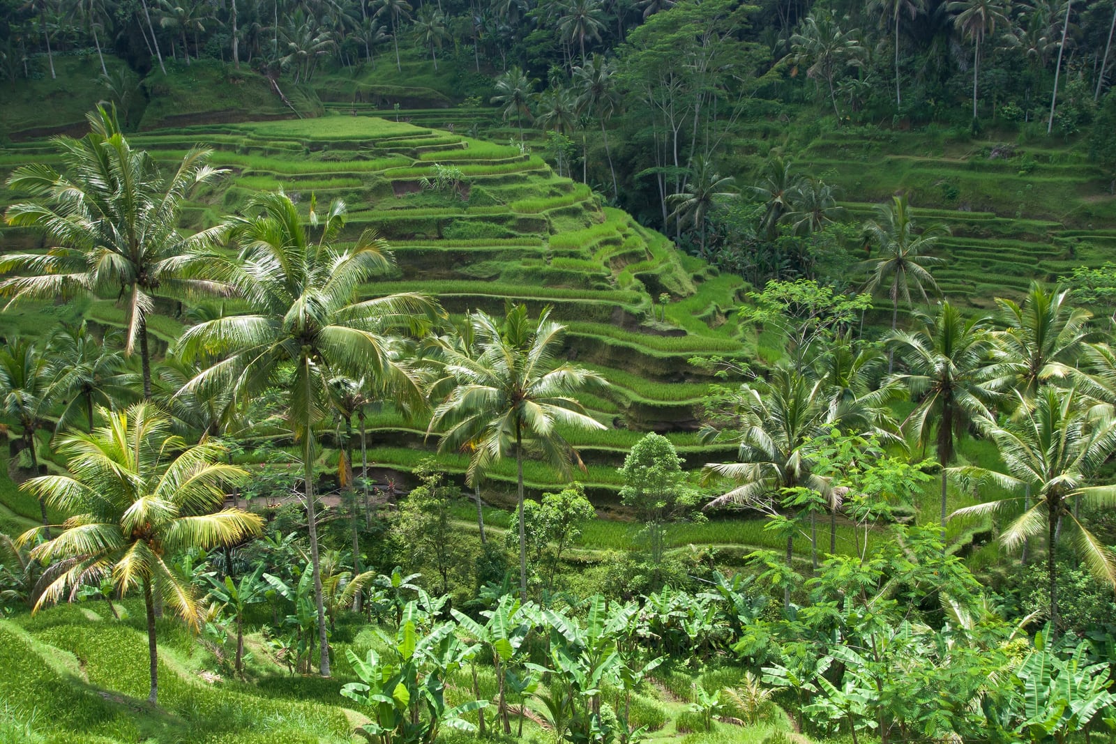 Land at DPS, climb into the jungle