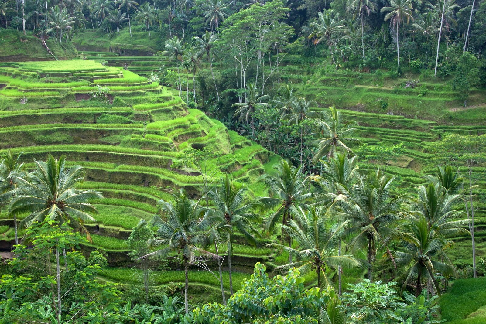 Campuhan ridge and the Sacred River spa
