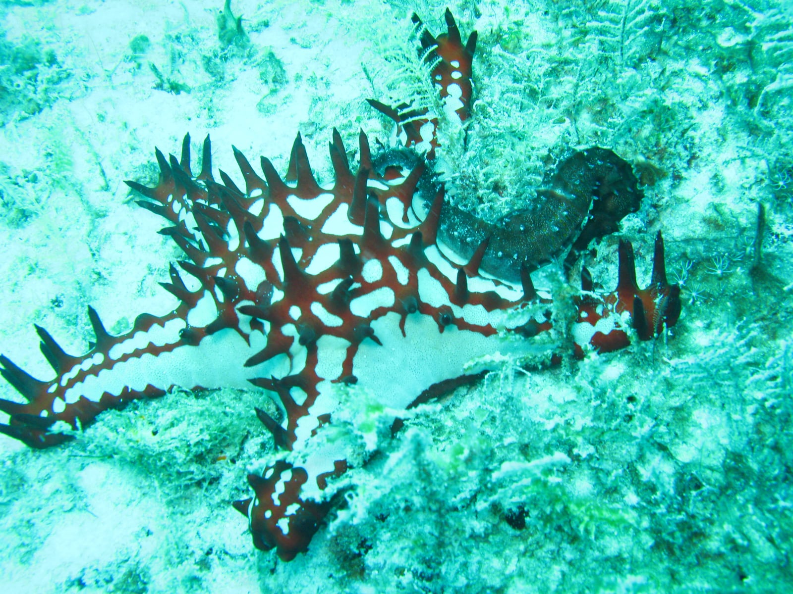 Mnemba Atoll snorkel